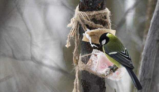 Зимующие птицы Москвы. Какие пернатые остаются в столице на зимовку и где их можно увидеть?