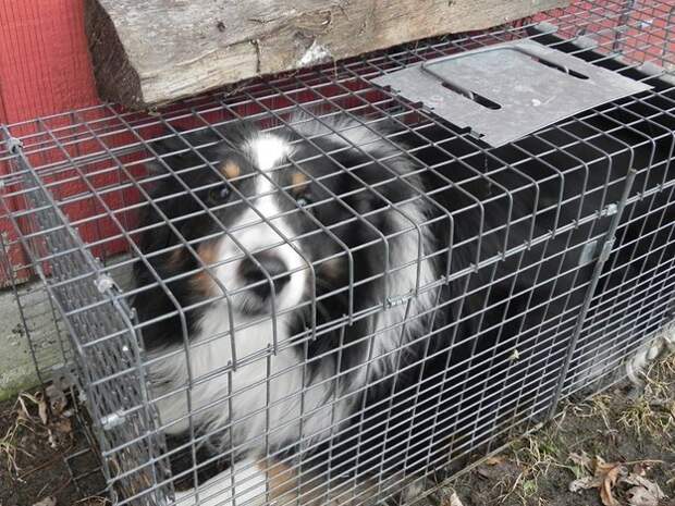 This dog who thought it was a raccoon: