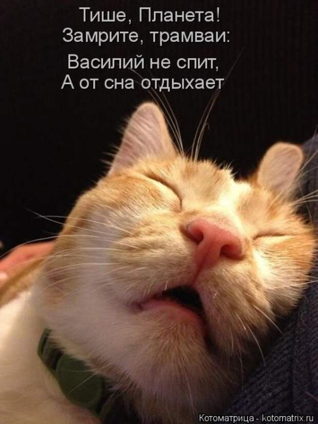 Лучшие котоматрицы недели (50 фото)