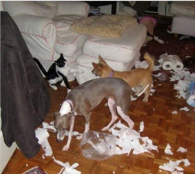 Когда им скучно Когда им скучно животные, факты, юмор