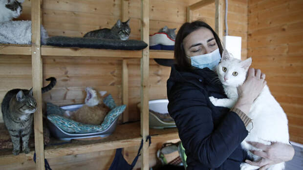 Почему не получится поместить всех бездомных животных в приюты