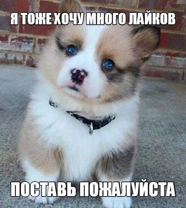 Зачетные и ржачные надписи к картинкам и фото приколам для улыбки