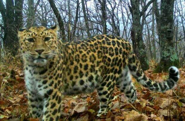 Дальневосточный леопард с милым взглядом попал в объектив фотоловушки в Приморье