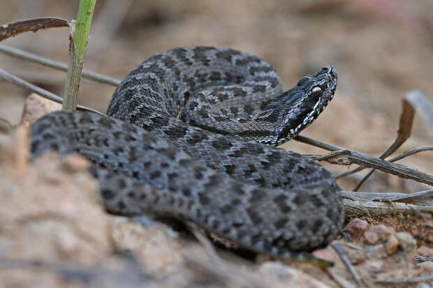 Ветврач Блюменкранц: в средней полосе России могут укусить ядовитые гадюки