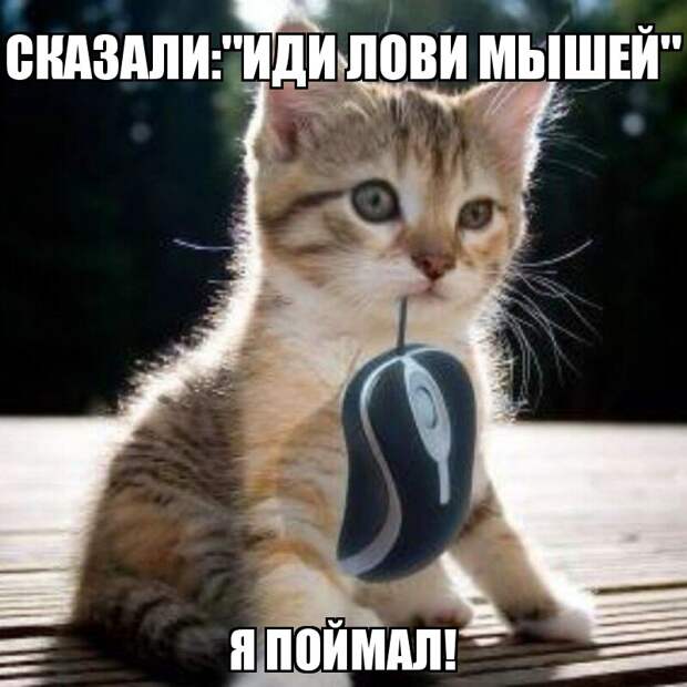 Субботний котопост коты, кошки, приколы с котами., смешные коты