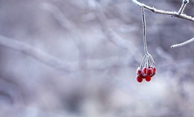 Зима. Фото: pixabay.com