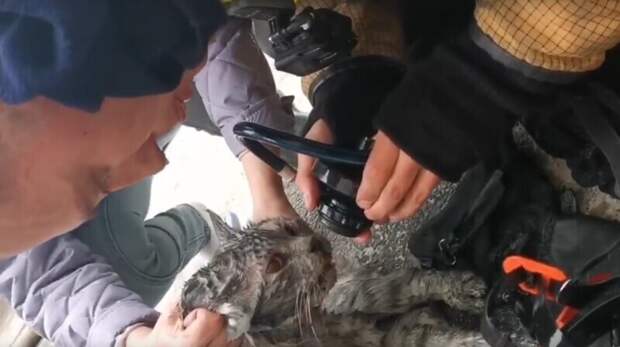 Пожарный спас кота