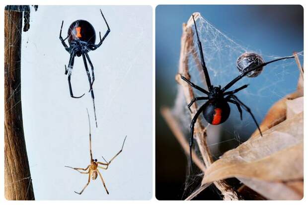 Виды, называемые пауками-вдовами, демонстрируют тщательно продуманную процедуру прелюдии. Самцы прилагают большую часть усилий и подвергают себя большому риску.