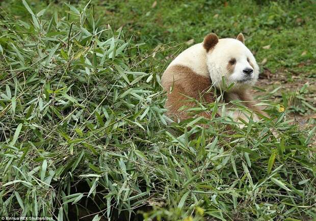 Единствення в мире коричневая панда живет в Шаньси диковинка, животные, панда, редкость