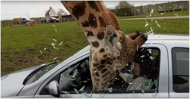 Видео: жираф в сафари-парке разбивает головой окно автомобиля великобритания, животные, жираф, кормежка, правила безопасности, сафари, сафари - парк, сафари парк