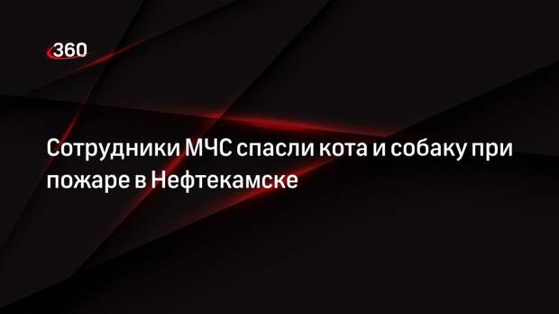 Сотрудники МЧС спасли кота и собаку при пожаре в Нефтекамске