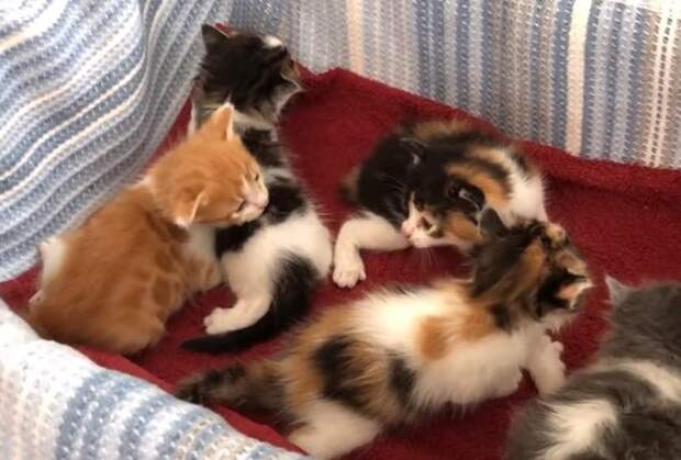 Котята в коробке Котята ползают