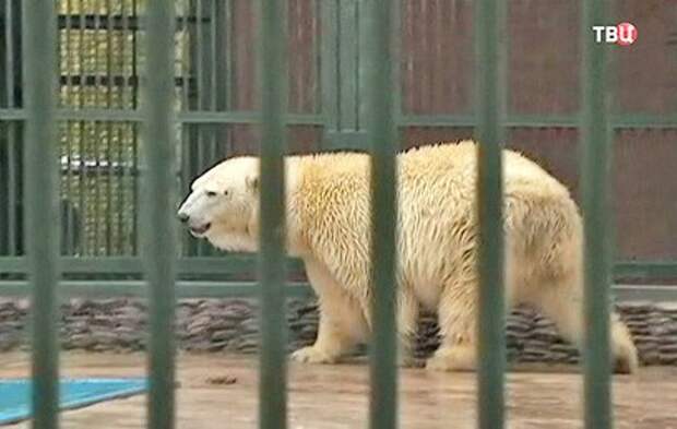 Cпасенного в Якутии белого медвежонка привезли в Москву