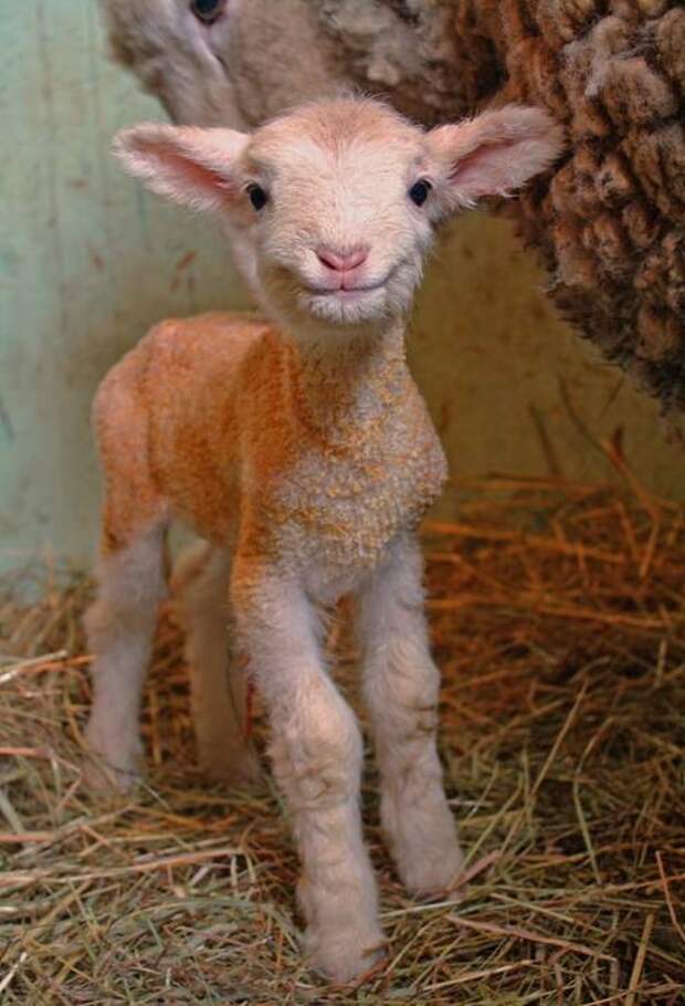 Bigpicture ru adorable baby animals 15