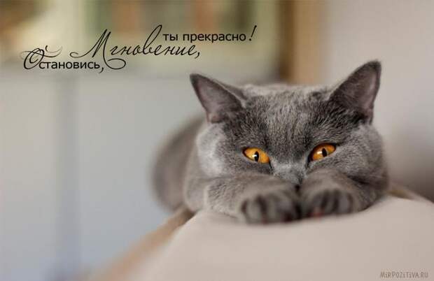 Завораживающее многообразие картинок животных