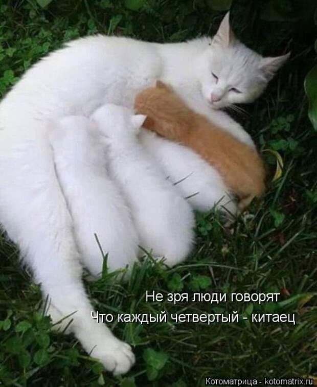 Лучшие котоматрицы недели (50 фото)