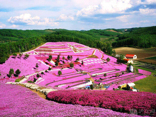 Парк Такиноуэ с цветами щибазакура (розовый Мосс), Япония красивые места, красота, невероятные места, фото