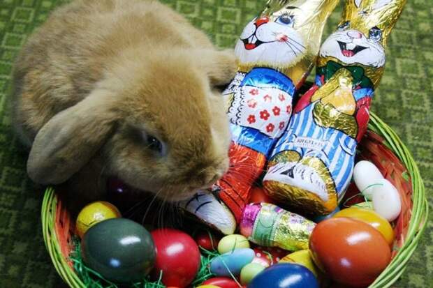 osterhase_01-800x533-1.jpg
