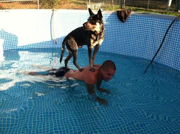 собаки бояться воды, смешные собаки бояться воды, смешные фото собаки вода