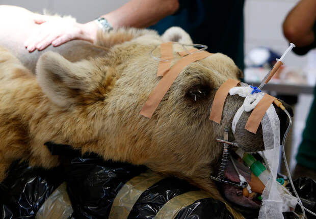 Сирийский бурый медведь готовится к операции