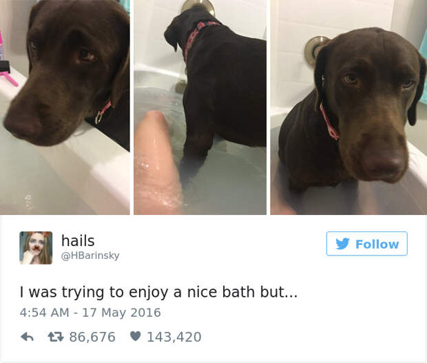 Dog Tweets