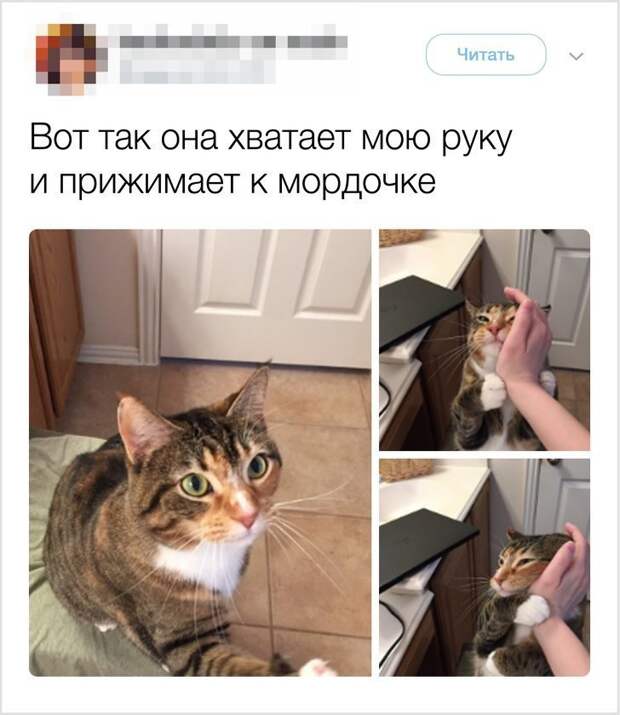 Нежность и обожание гифки, коты, фото