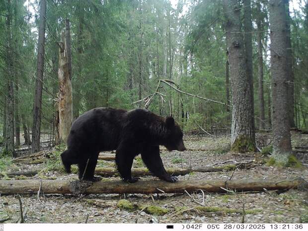 Саратовскую туристку, пострадавшую от нападения медведя, отправили на лечение в Москву