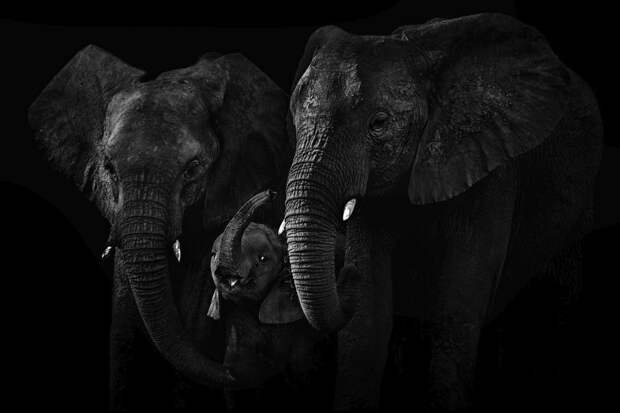 Семья слонов. Дельта Окаванго, Ботсвана