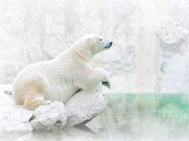 Завораживающие фотографии живой природы от National Geographic: на них хочется смотреть вечно