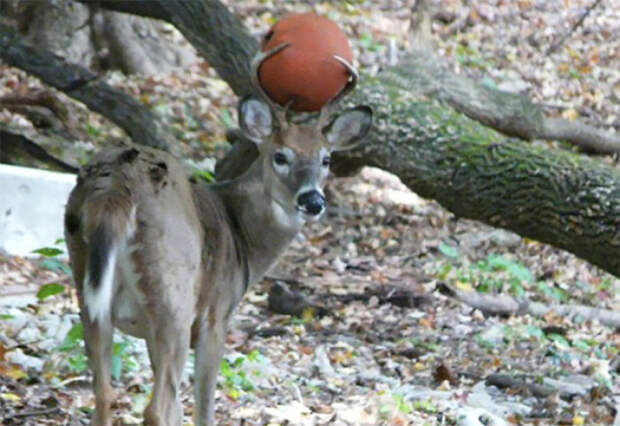 What Ball?