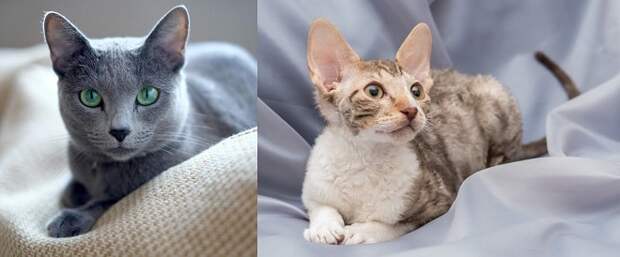 Лежачие коты