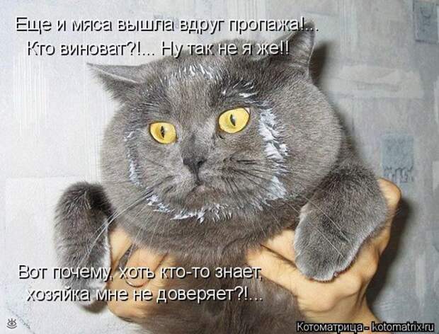 Приколы в котоматрице 15