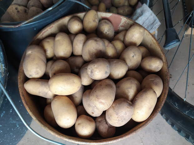 Юрист Анастасия Асабина рассказала, что за продажу картофеля с дачи теперь грозит штраф