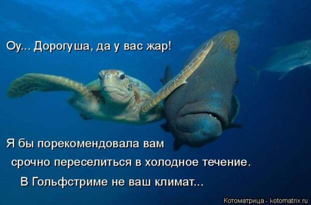 Лучшие котоматрицы недели (50 фото)