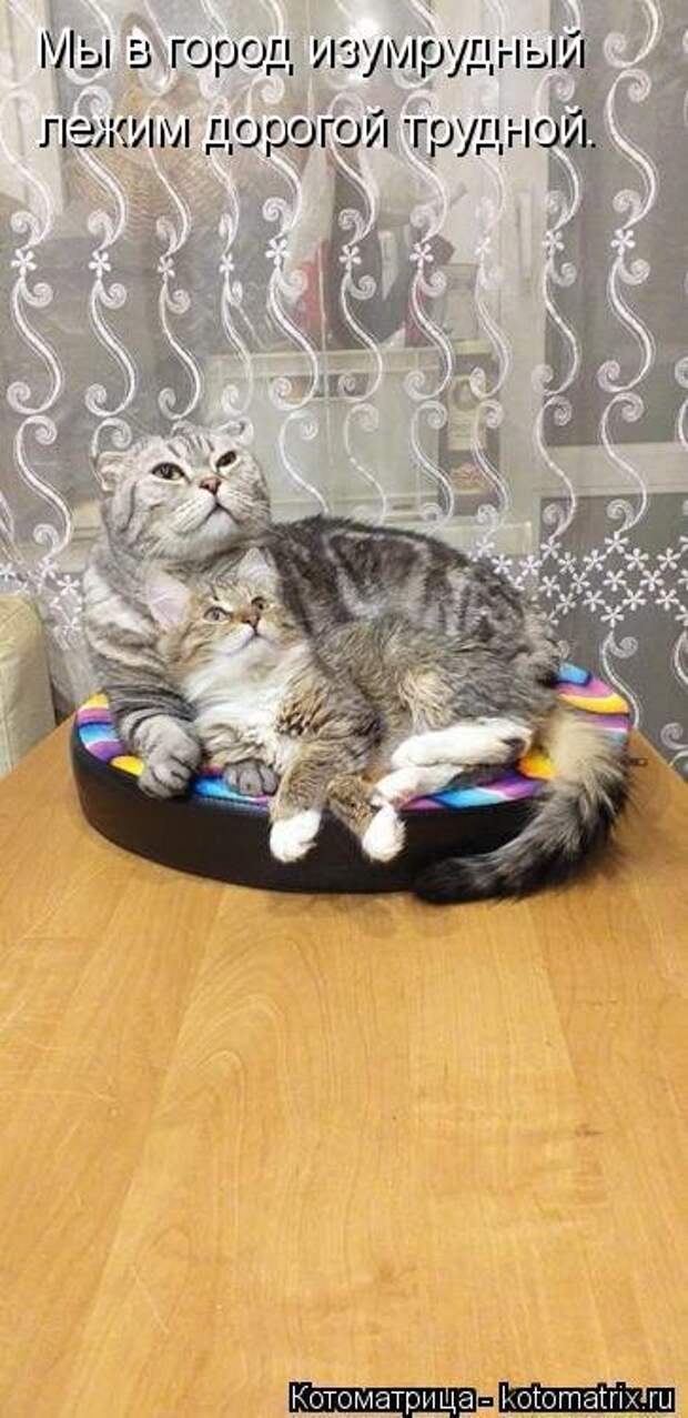 Новогодняя котоматрица на Бугаге (50 фото)