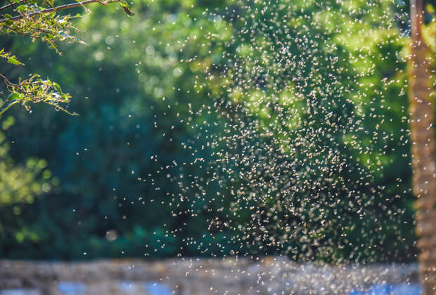 Рой мошек погубил 68-летнего мужчину