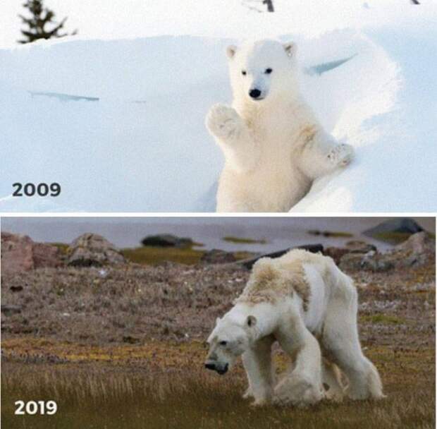 Климатические изменения от экологических организаций в стиле 10YearChallenge