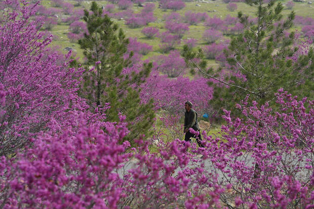 Цветущие деревья на севере от Кабула