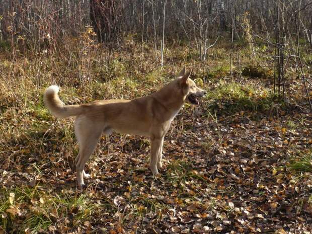 Паразиты 9 тысяч лет назад: что рассказали о жизни людей и собак на острове Жохова