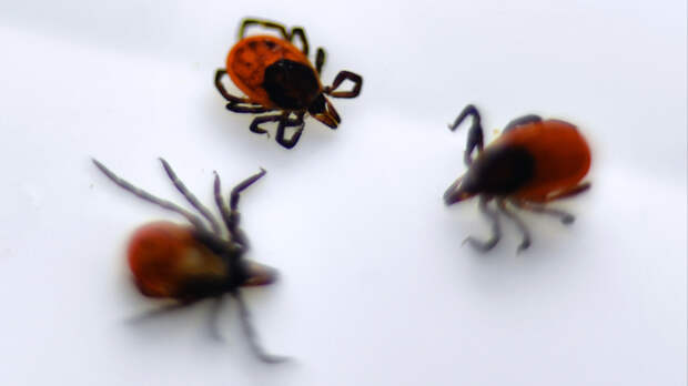 Агрессивные спринтеры: на юге России выявили клещей-мутантов