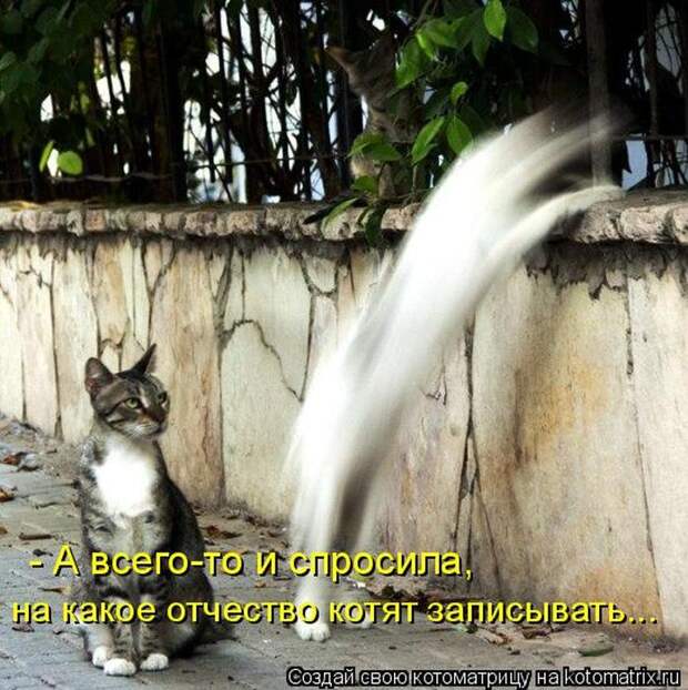 Лучшие котоматрицы недели (50 фото)