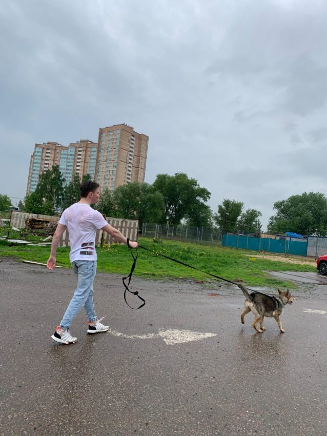 Молодежь Головинского помогла приюту в Подмосковье