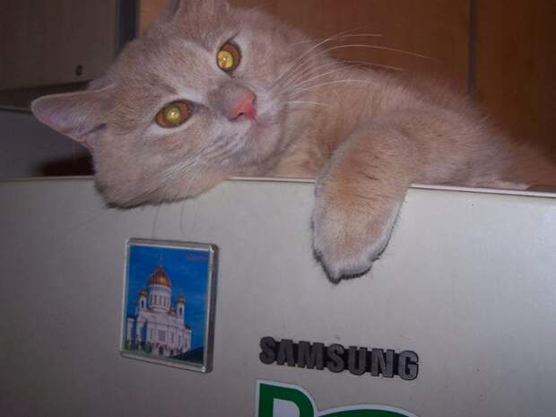 Заначка кота Тихона