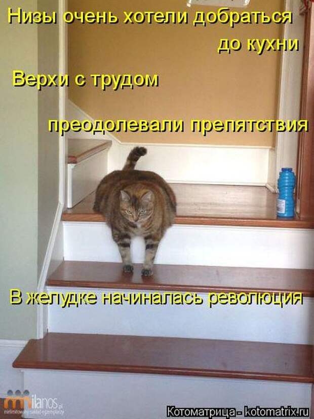 Лучшие котоматрицы недели (50 фото)
