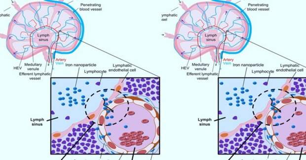 У мышей выявлены лимфовенозные шунты в лимфатических узлах