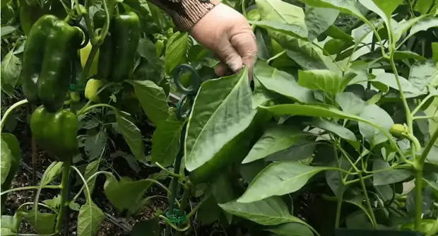 Несколько шагов, чтобы получить еще один урожай сладкого перца