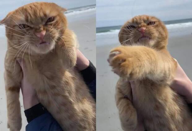 Котика взяли на пляж. Его отношение к прогулке написано на мордочке
