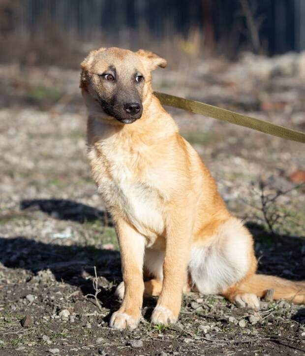 собака на прогулке