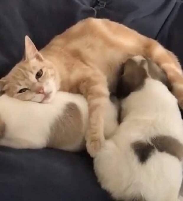 Кошка с детьми