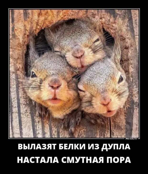 Демотиваторы. Подборка chert-poberi-dem-chert-poberi-dem-18020919052020-9 картинка chert-poberi-dem-18020919052020-9